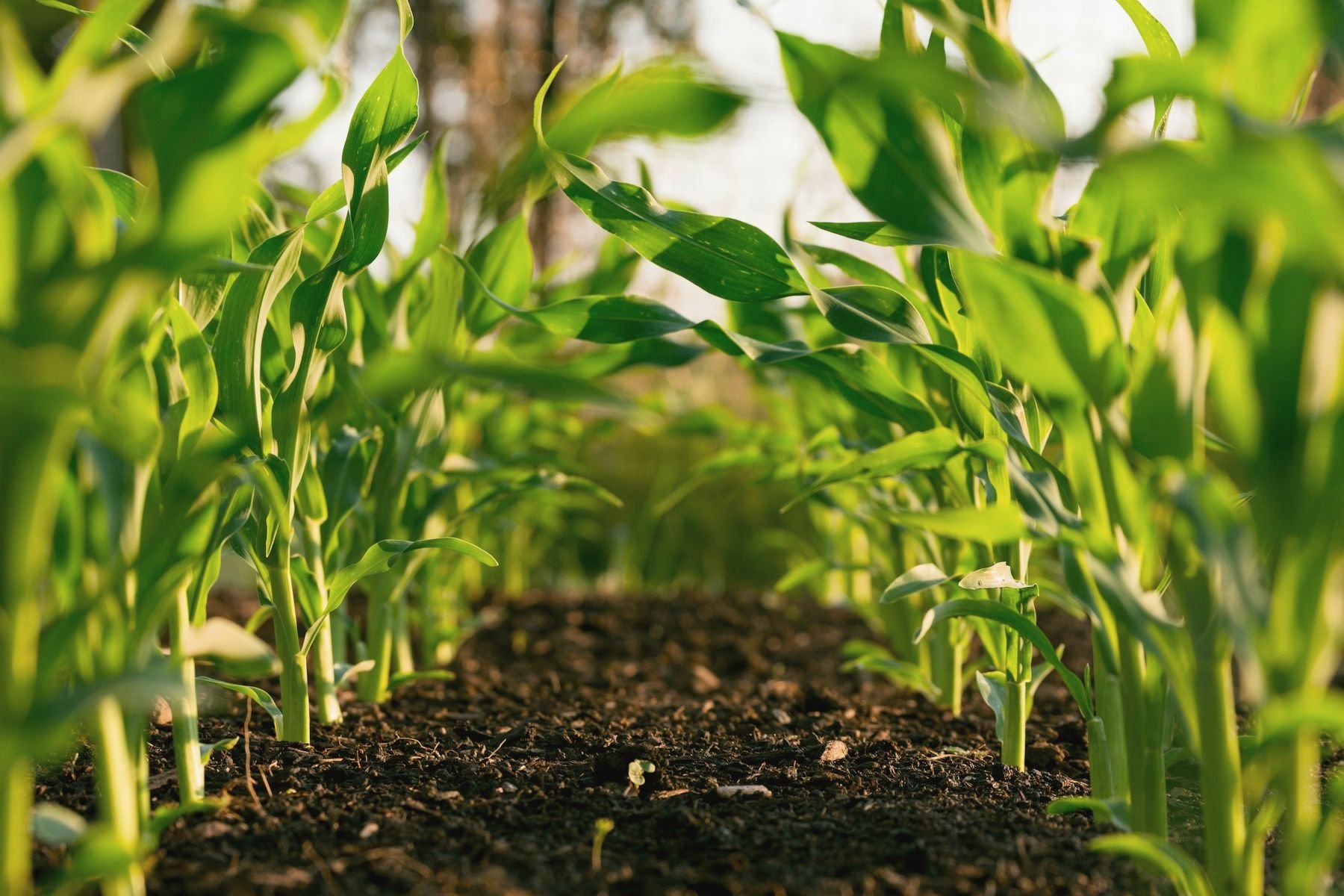 Low view down a row of young corn plants
