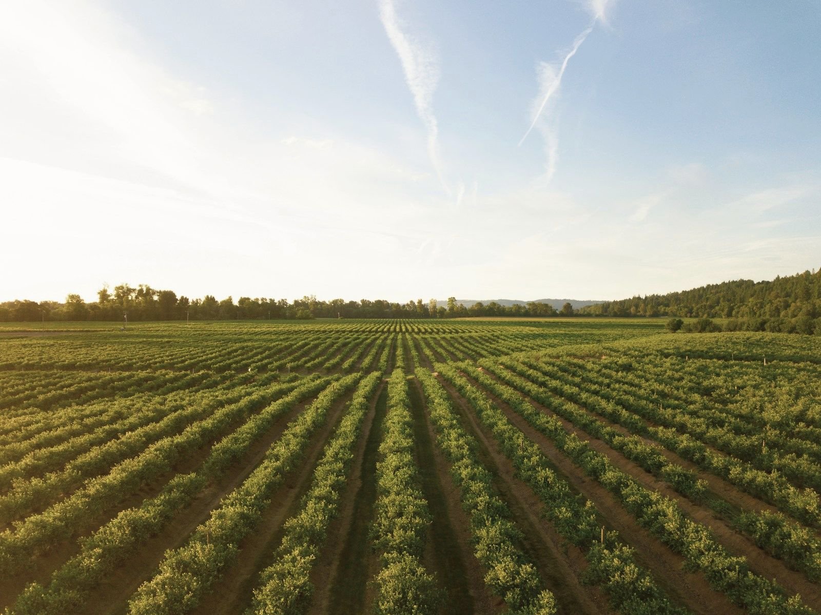 Rows of young crops in farm fields under a wide sky