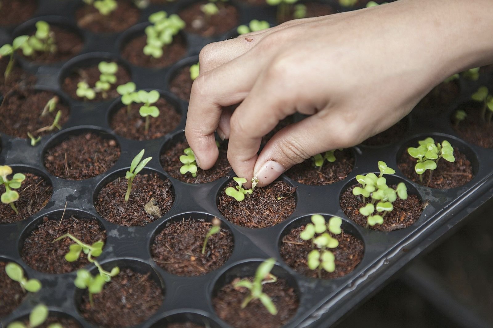 A hand pressing a seedling into a tray of soil