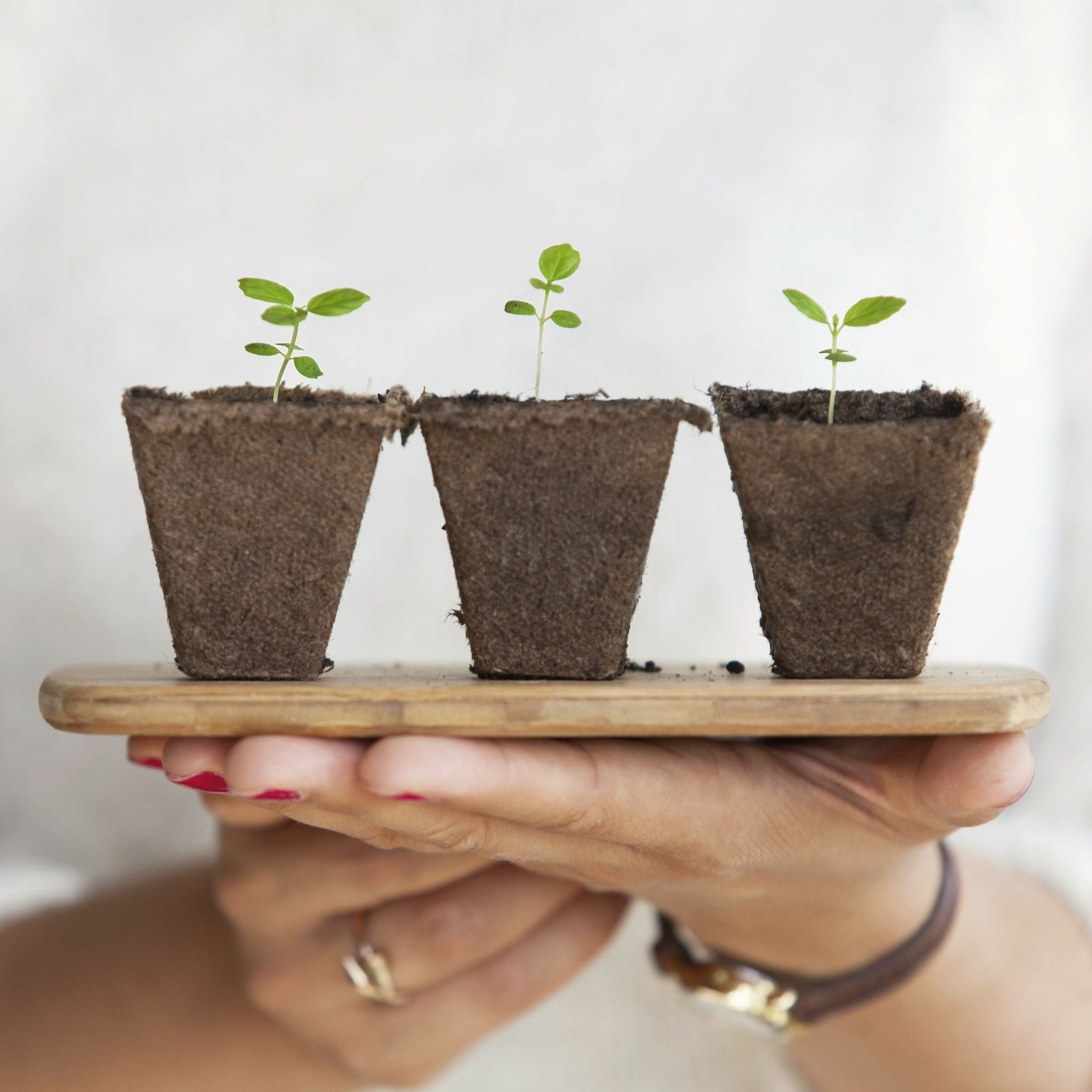 Two hands holding a wooden board with three young seedlings in pots