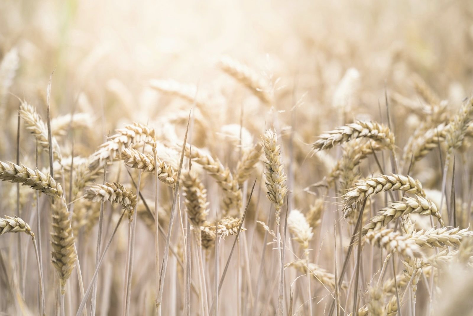 Ripe wheat stalks in soft light