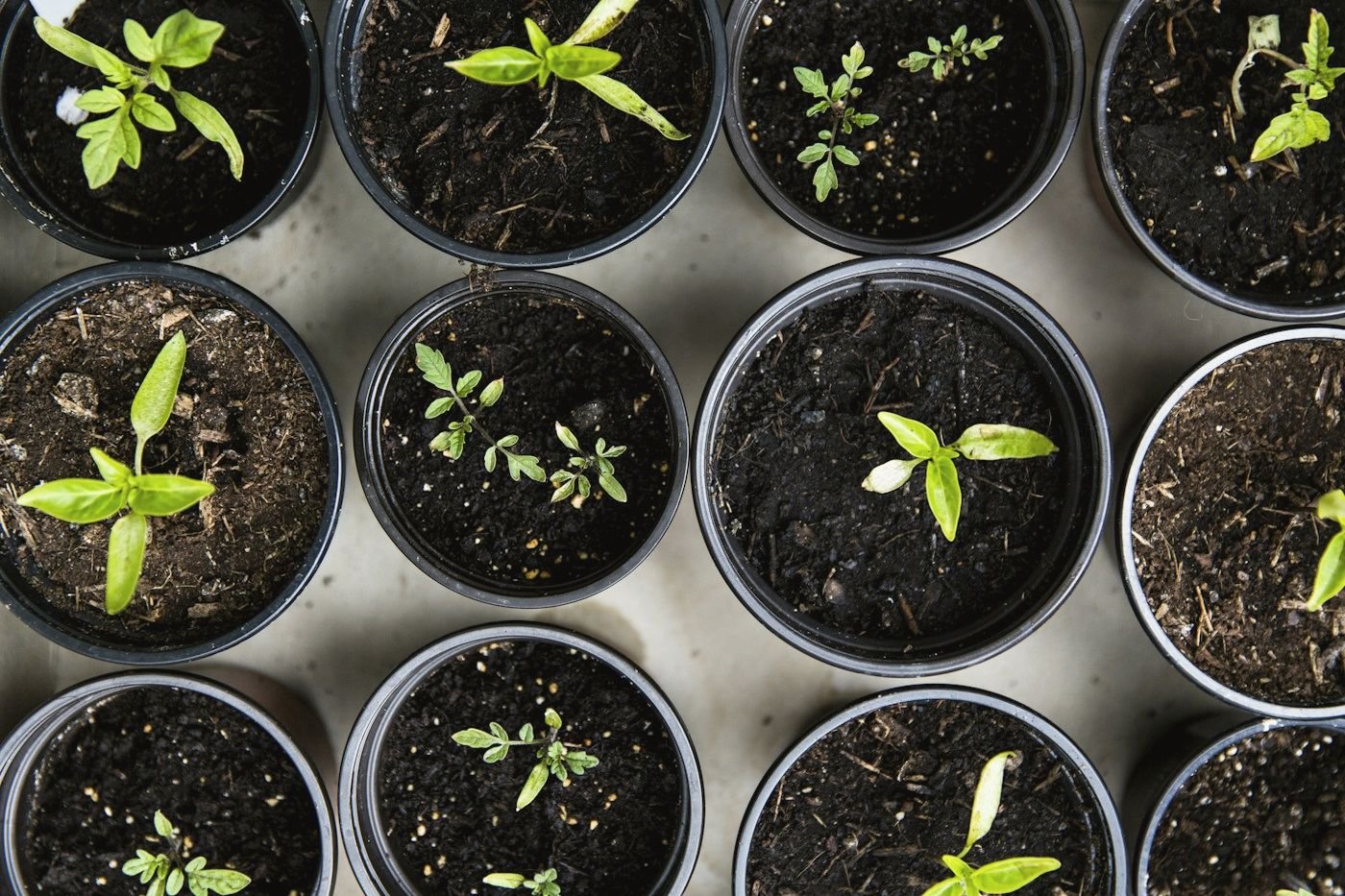 Young seedlings growing in pots, seen from above