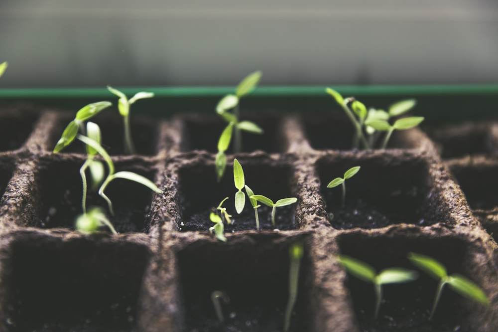 Young seedlings growing in rows of a planting tray