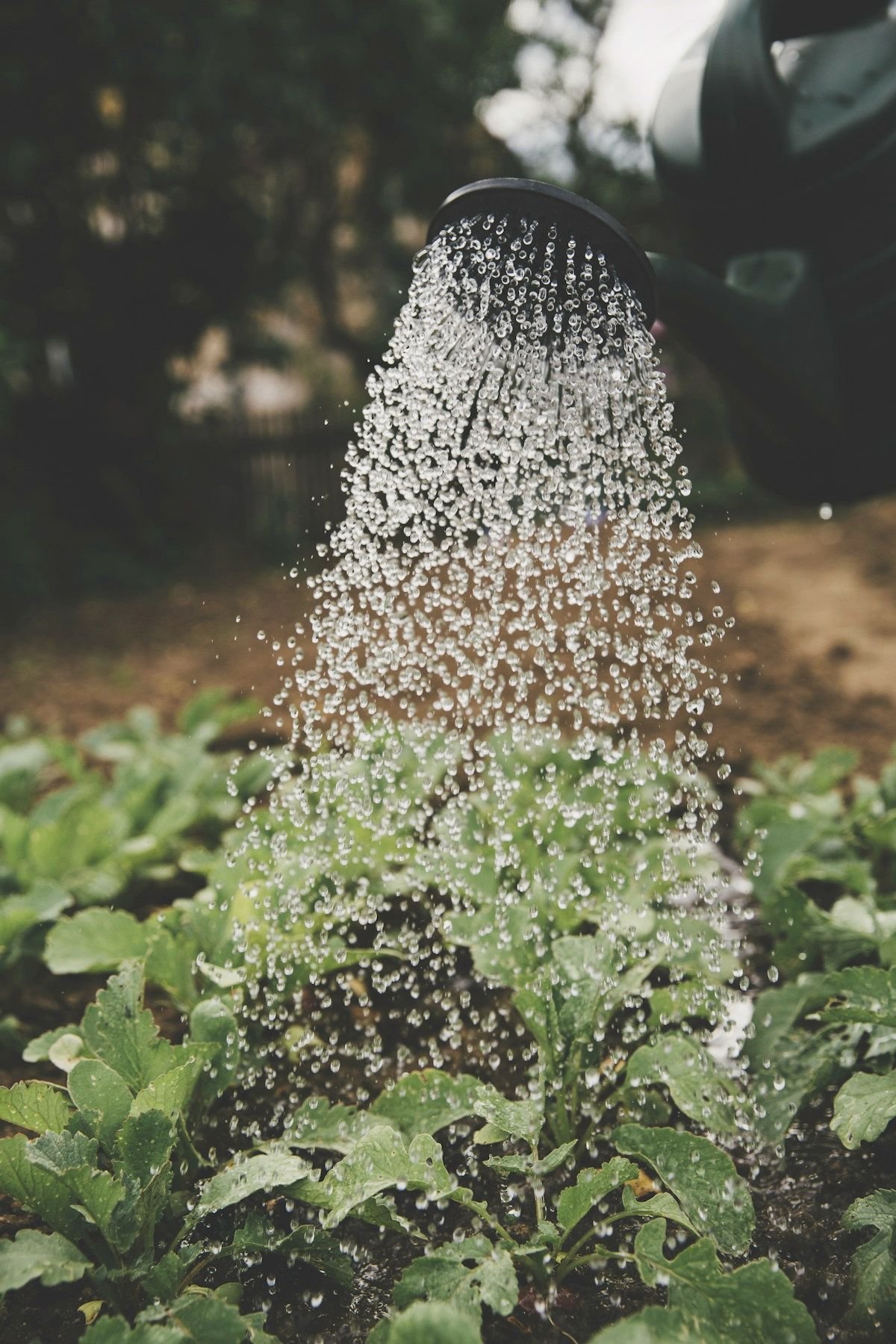 A watering can pouring water over young plants in a garden bed