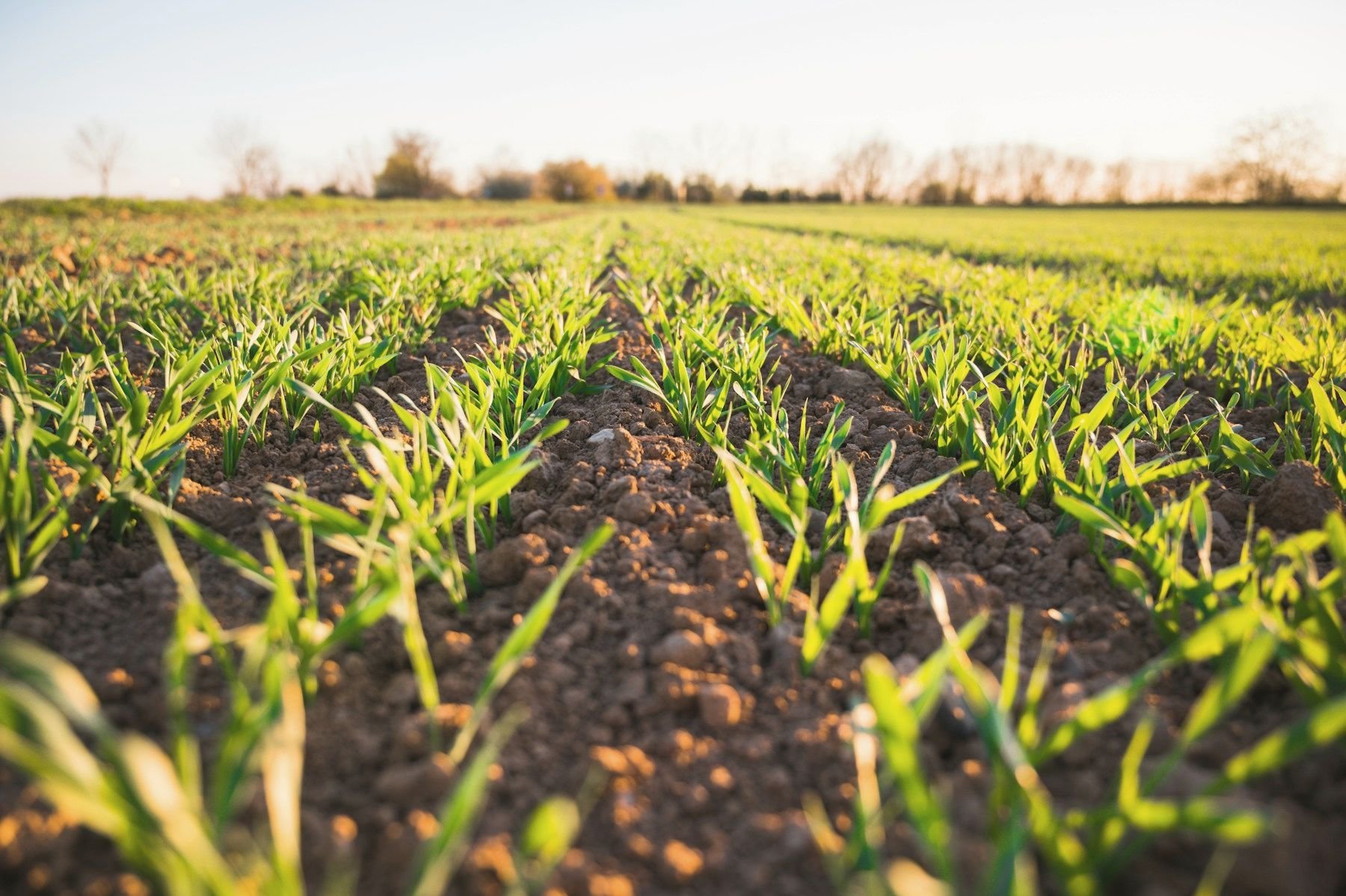 Rows of young green crops growing in a field
